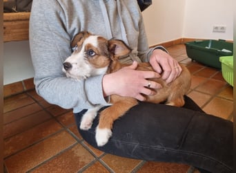 Luigi, kleiner Racker