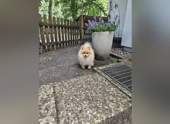 Krümel – Kleine Kämpferin mit großem Herz sucht ihr Glück!