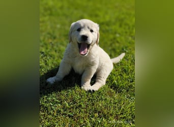 Golden Retriever Welpen 