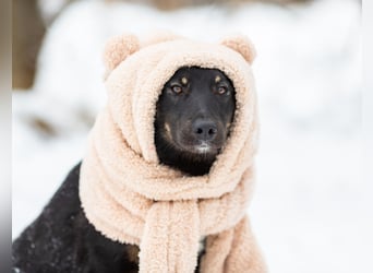 Border Collie Mischling Chunja sucht ein Zuhause
