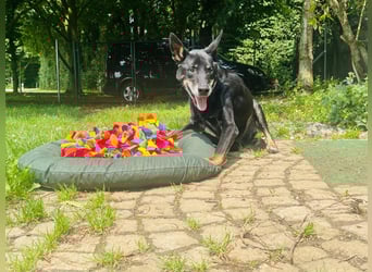 Misha ❤️ Hundeopi mit schwerem Schicksal sucht Geborgenheit