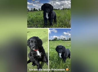 Labradoodle