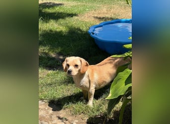 DOLLY - ich bin noch etwas zurückhaltend und suche ein liebevolles, geduldiges Zuhause