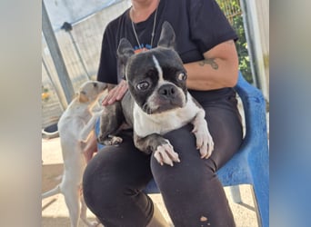 Venus - Klein, klug, kuschelig: Boston Terrier Lady auf der Suche nach Liebe ❤️