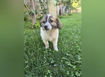 Nell - auf den Feld gefunden