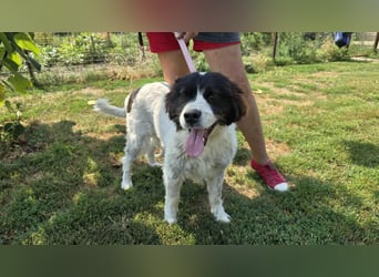 MILLA - Eine Überlebenskämpferin sucht ihr Zuhause Zuhause oder Pflegestelle zum 06.09.2025 gesucht!