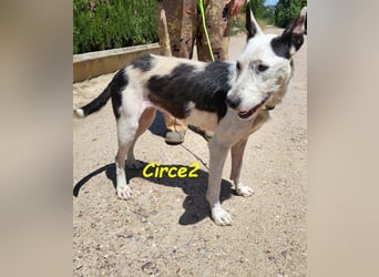 Circe2 06/2022 (ESP) - verschmuste und soziale, wunderschöne Podenco-Bodeguero Mix Hündin!