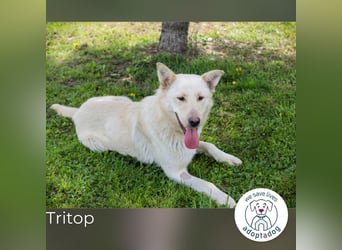 Tritop: Wartet auf liebevolles Zuhause