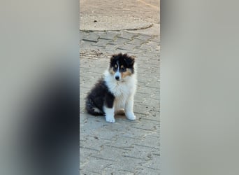 umzugsbereit, Reinr. Colliewelpen m. Ahnentafel zu verk.