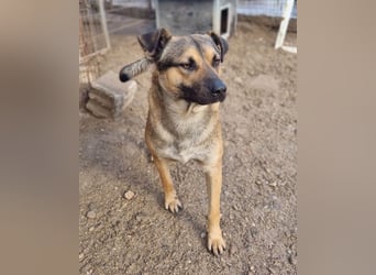 Good-Boy LINO❤️zutraulich, sozial & aufgeschlossen
