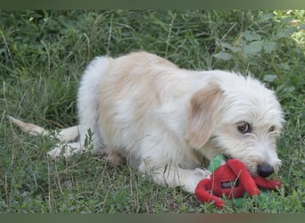 Pfiffige Suki sucht ihre Menschen