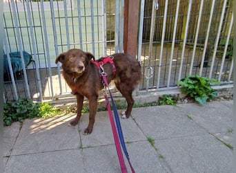 ♥JENNY♥ auf Pflegestelle bei Duisburg - süße, ganz liebe, noch etwas unsichere Hündin 46 cm