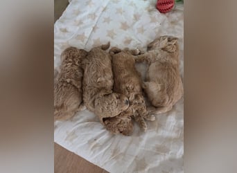 Maltipoo Welpen