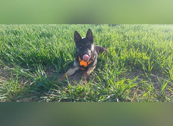 Joshi, geboren 04.06.2024, 54cm sucht neues Zuhause