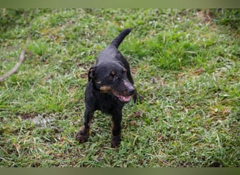 Viktor: Hält das Tierheim kaum aus