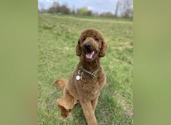 Goldendoodle apricot, eine Hündin, Welpe, abgabebereit Golden Doodle