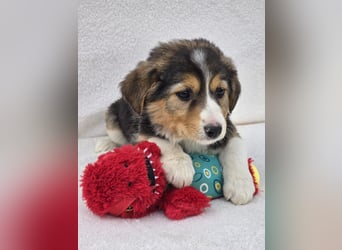 Nuki, eine von 7 zauberhaften Hundekindern