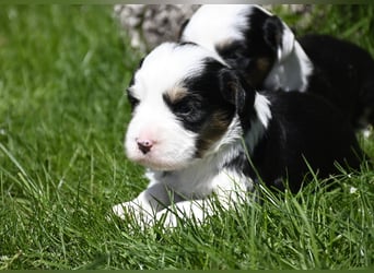 traumhaft hübscher Tibet Terrier Welpen aus erfahrender Zucht  sind geboren dürfen im Juni ausziehen