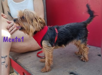 Menta1 geb. 03/19 (ESP Pflegestelle) - liebe, anhängliche und verschmuste Yorkshire-Terrier Hündin!