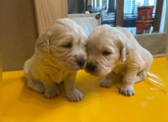 Zuckersüße Golden Retriever Welpen
