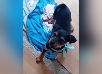 Welpe EDY sucht ein schönes Zuhause!!!