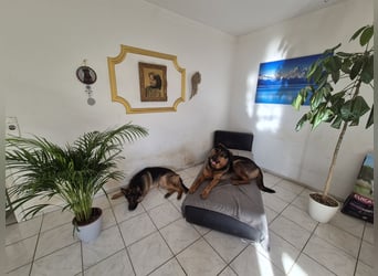 Rottweiler Schäferhund Mischling