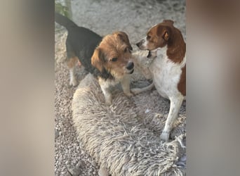 Mora, kleine süße Familienhündin