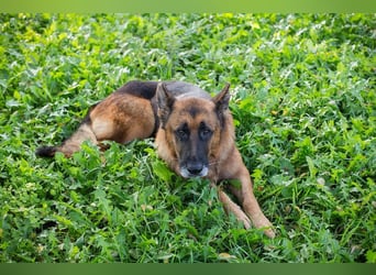 LOU - der brave, etwas ruhigere Rüde sucht ein liebevolles Für-Immer Zuhause