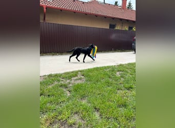 Lupin VI– Ein kluger Herzenshund sucht sein Für-immer-Zuhause