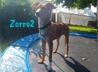 Zorro2 geb. 02/2025 (in Deutschland) - lebensfroher, aktiver Podenco-Bodeguero-Mix Welpe!
