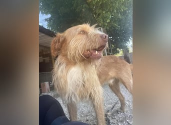 GRIZZY sucht Zuhause im Glück