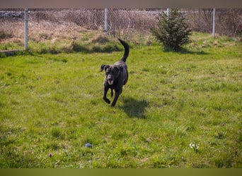 Wunderschöner Labradormischling Ivar sucht seine Menschen   Zuhause oder Pflegestelle zum 02.08.2025