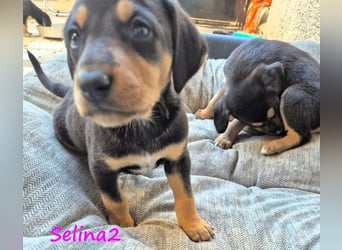 Selina2 geb. 09/2024 (in Deutschland) - aufgeschlossene und kluge Junghündin!