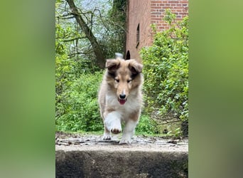 Colliewelpe im amerikanischen Typ
