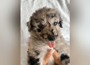 Süße Border Collie -Mudi mix Welpen
