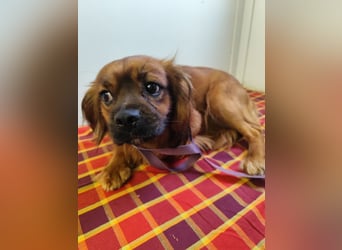 Cavalier King Charles Mischling Nr. 2L sucht eine Namenspatenschaft und seine Familie