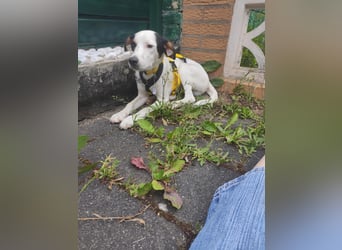 Snoopy: Die glorreichen vier Zwerge