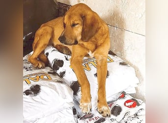 ❤️ wundervoller Familienhund ZUCO - 7 Jahre, 50cm - Mischling