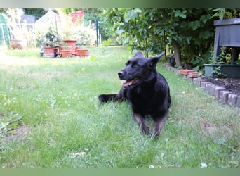 Hündin Elsa sucht ein Zuhause