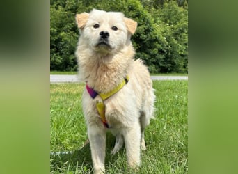 Cindy ❤️ verschmuste Hündin sucht Liebe