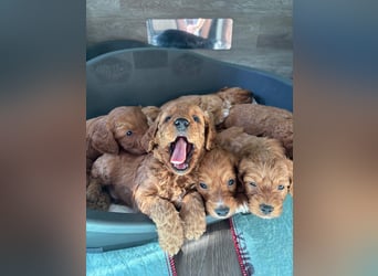 Cockerpoo / Cockapoo Welpen