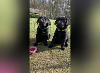 Wunderschöner Golden Retriever - Labrador Mix Welpe
