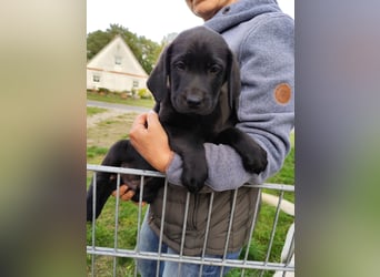 Wir haben ab 05.04. Reinrassige Labrador Welpen abzugeben