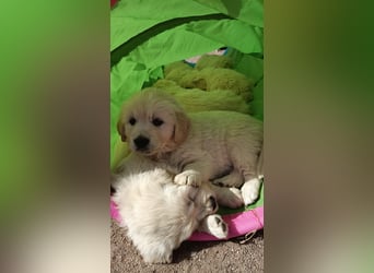 Golden Retriever Welpen