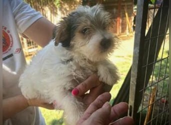 Update Shirley: reserviert