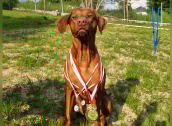 Szczeniaki  Rhodesian Ridgeback/ Pies/Suka Rhodesian Ridgeback/ welpen rhodesian