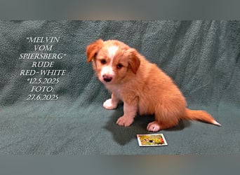Border Collie-Welpen , black-,choco-,red-white und red-,black-merle