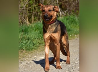 Bobko ist ein entspannter, lieber Hund