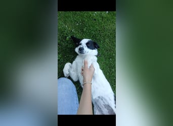 Josie sucht Herzensmensch fürs Leben