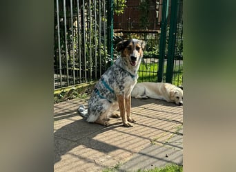 ♥LILLI♥ verliert ihr Zuhause in Reichshof-sehr liebe, sanfte Seele mit ihrem besonderen Äußeren 55cm